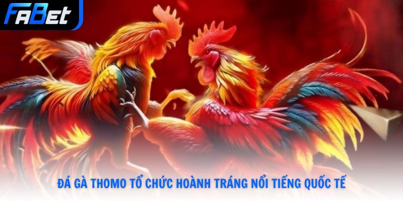 Đá gà Thomo tổ chức hoành tráng nổi tiếng quốc tế